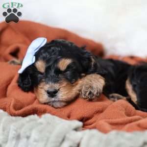 Rainbow, Cavapoo Puppy